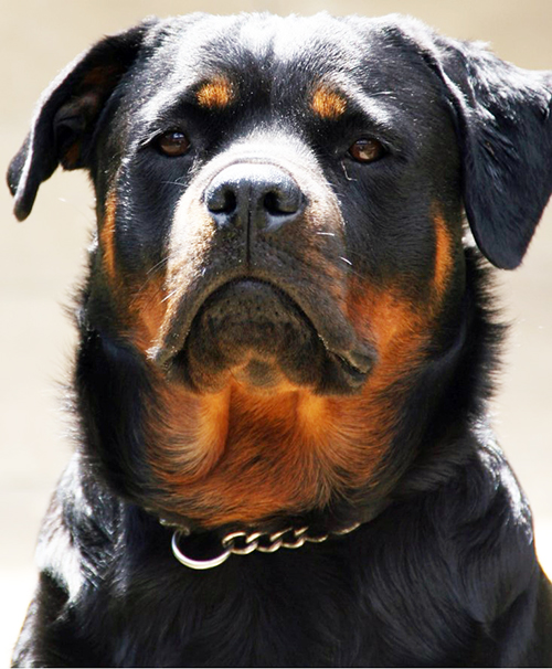 Xena